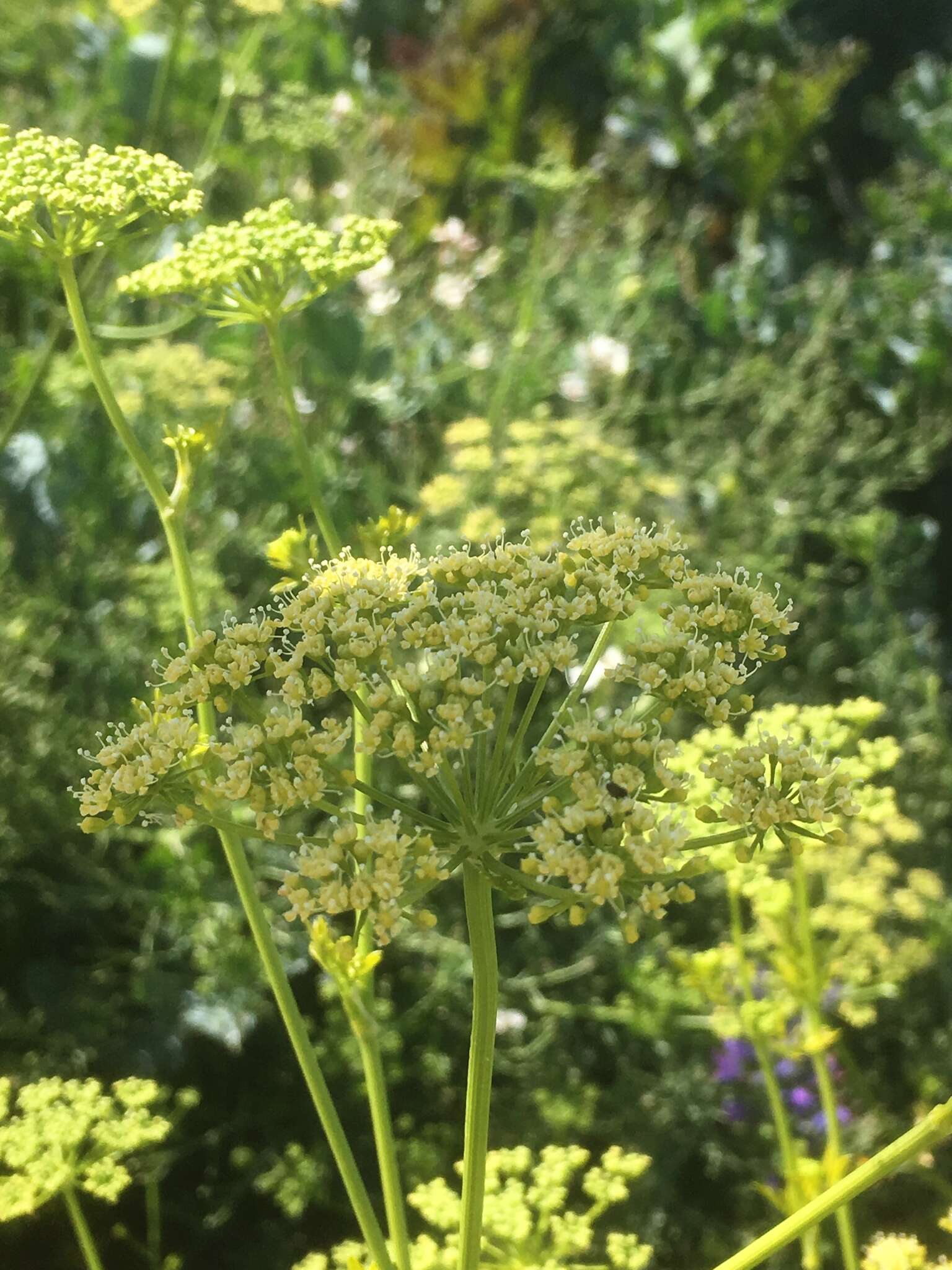 Image of parsley