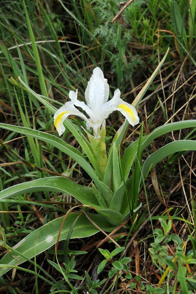 Iris orchioides Carrière的圖片