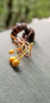 Image of Ophiocordyceps sphecocephala (Klotzsch ex Berk.) G. H. Sung, J. M. Sung, Hywel-Jones & Spatafora 2007