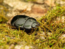 Image of Hololepta (Hololepta) aequalis Say 1825