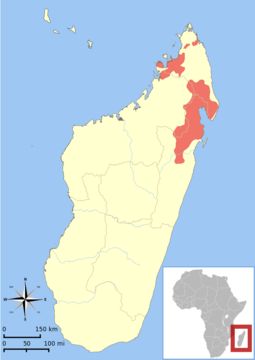 Image of Sambirano Bamboo Lemur