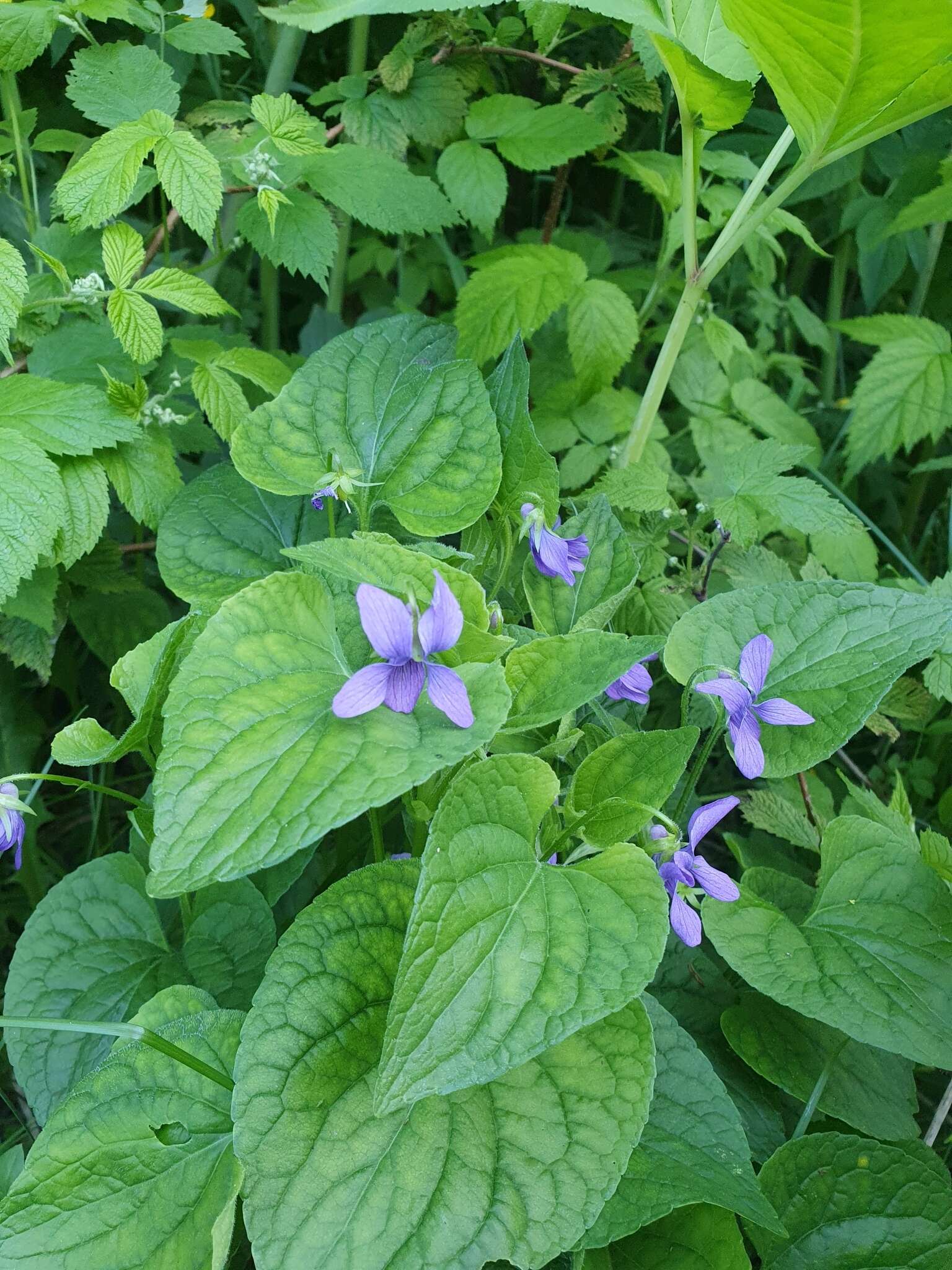 Слика од Viola langsdorfii subsp. sachalinensis W. Becker