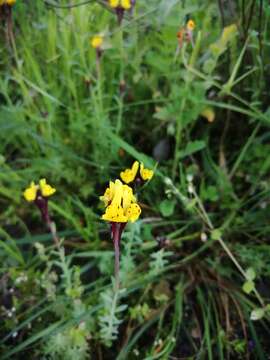 Image of Linaria amethystea subsp. multipunctata (Brot.) Chater & D. A. Webb