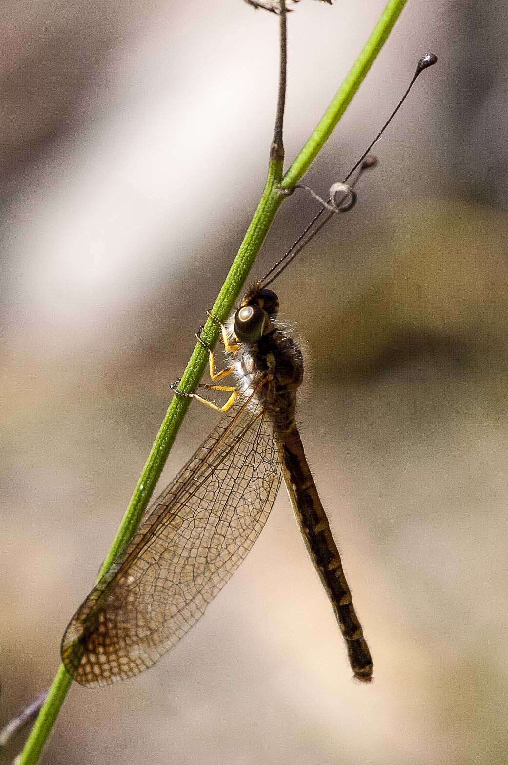 Sivun Suhpalacsa dietrichiae (Brauer 1869) kuva