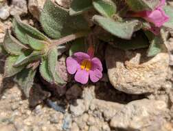 Image of compact monkeyflower