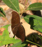 Tanaecia lepidea cognata resmi