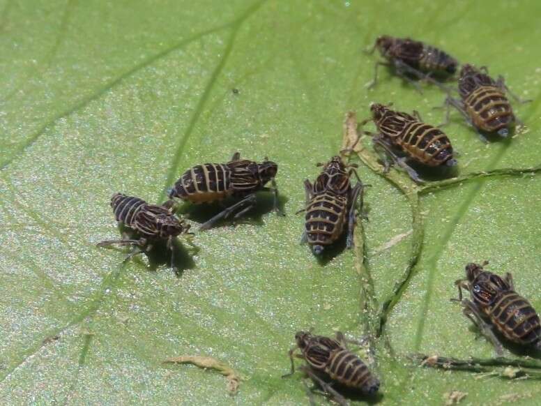 Image of Leafhopper