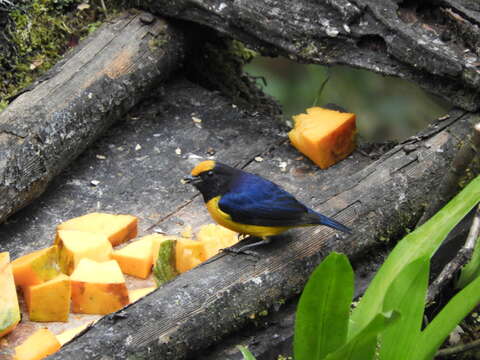 Image of Orange-bellied Euphonia