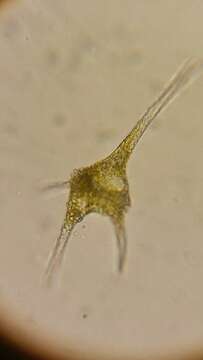 صورة Ceratium hirundinella