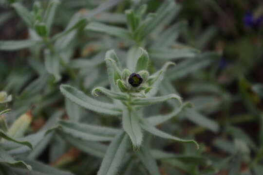 Image de Nonea daghestanica Kusn.