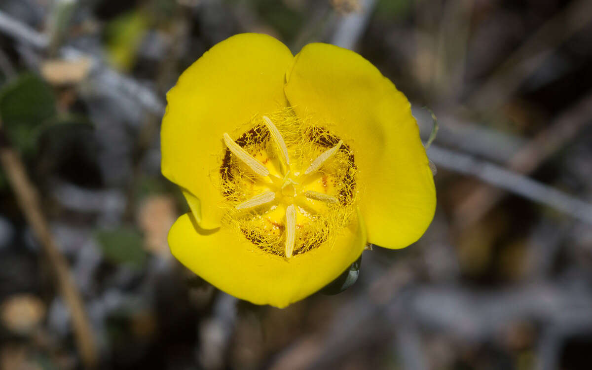 Image of goldenbowl mariposa lily