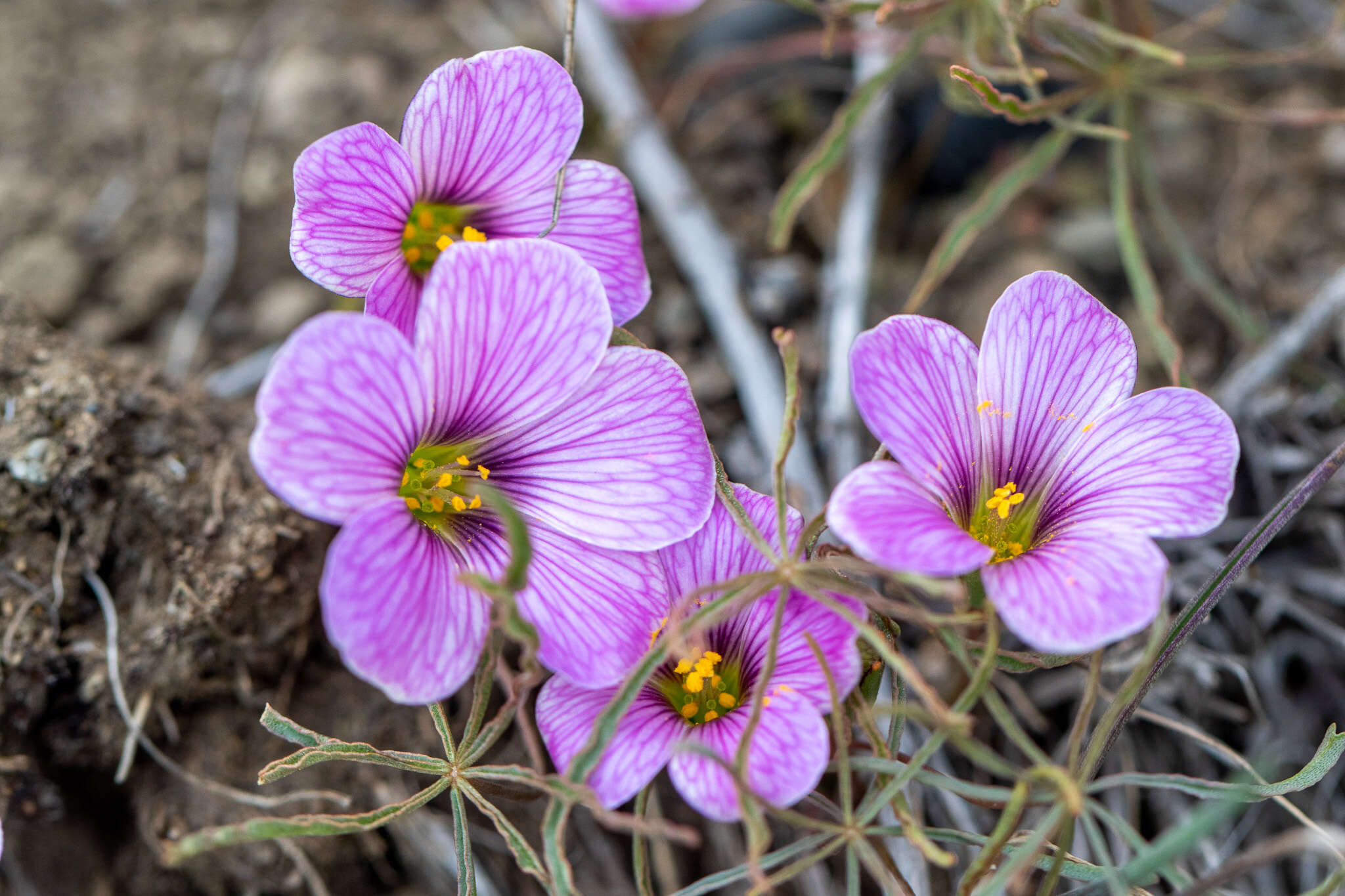 Image of Oxalis laciniata Cav.