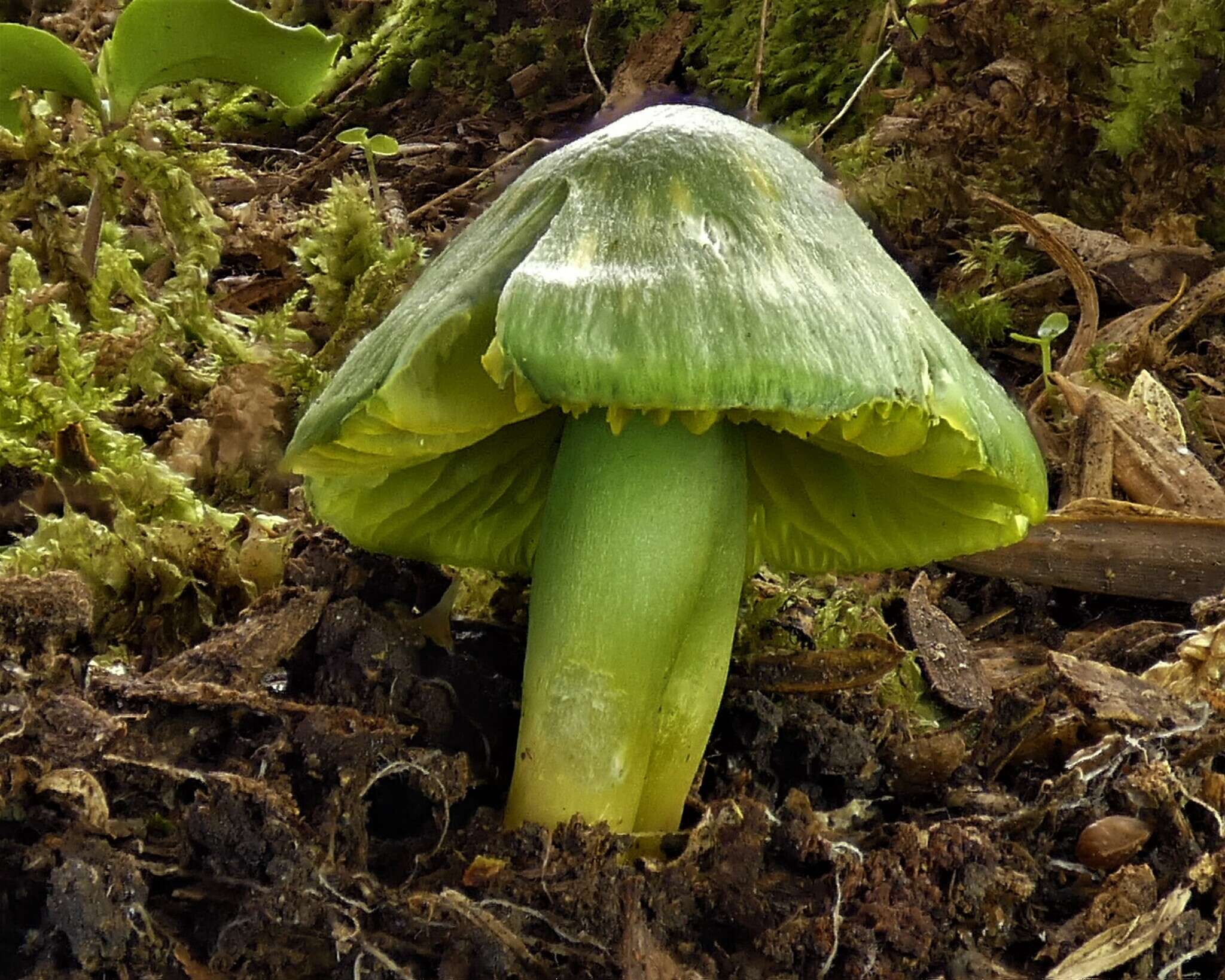 Image of Humidicutis luteovirens (E. Horak) E. Horak 1990