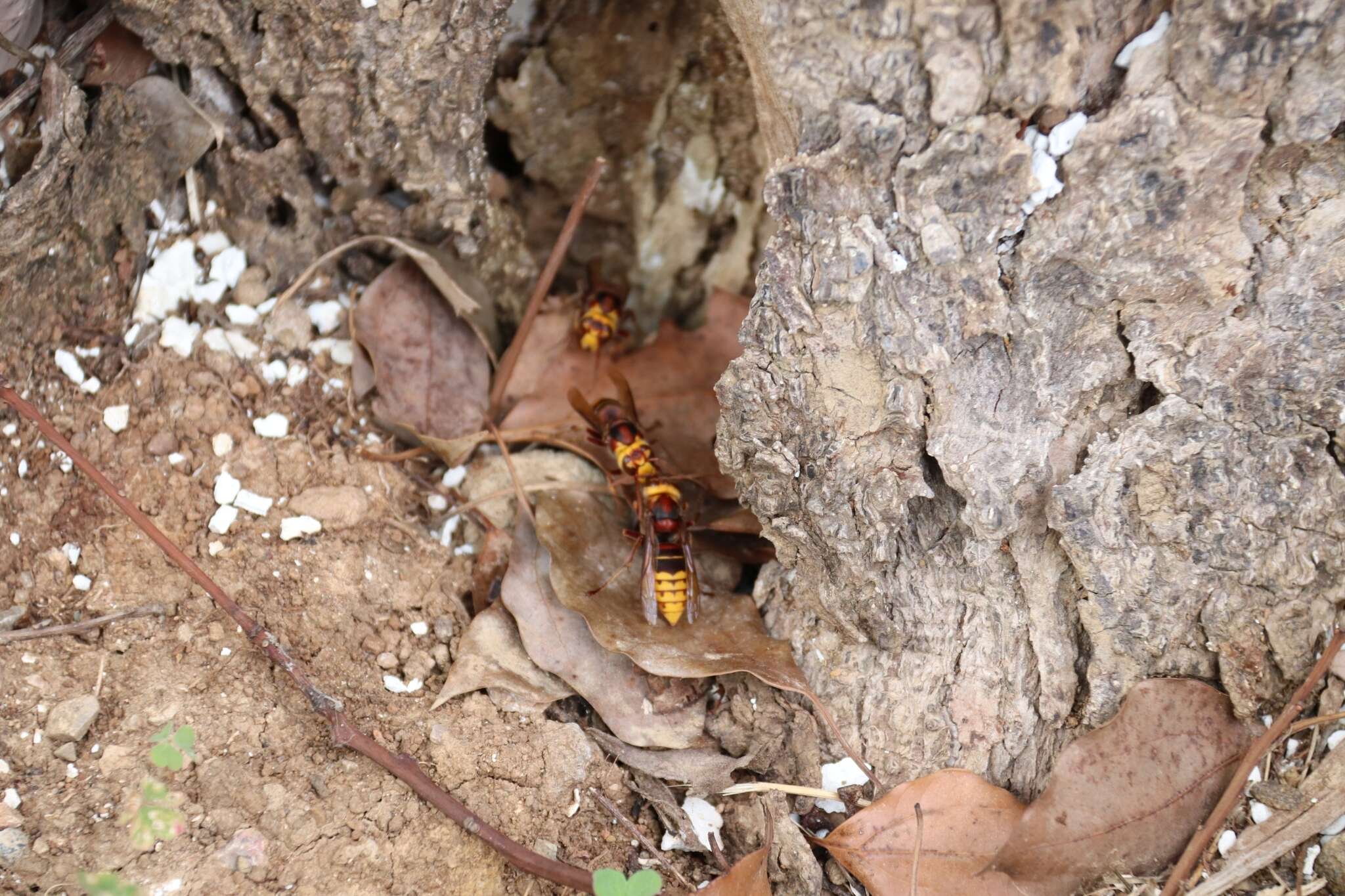 Image of Vespa crabro crabroniformis Smith 1852