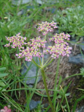 Imagem de Carum meifolium (M. Bieb.) Boiss.