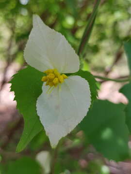 Dalechampia bernieri Baill.的圖片