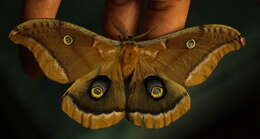 Image of Antheraea subgen. Telea Hübner (1819)