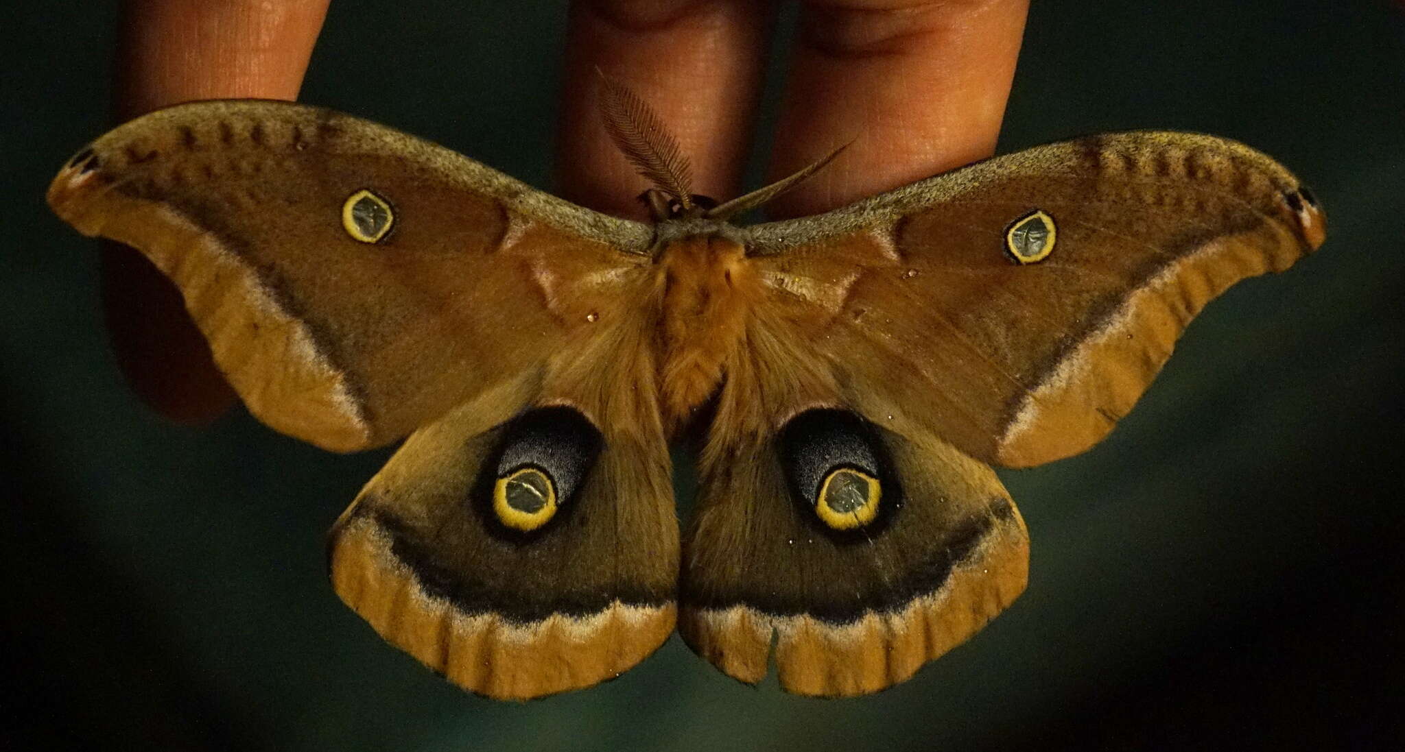 Image of Antheraea subgen. Telea Hübner (1819)