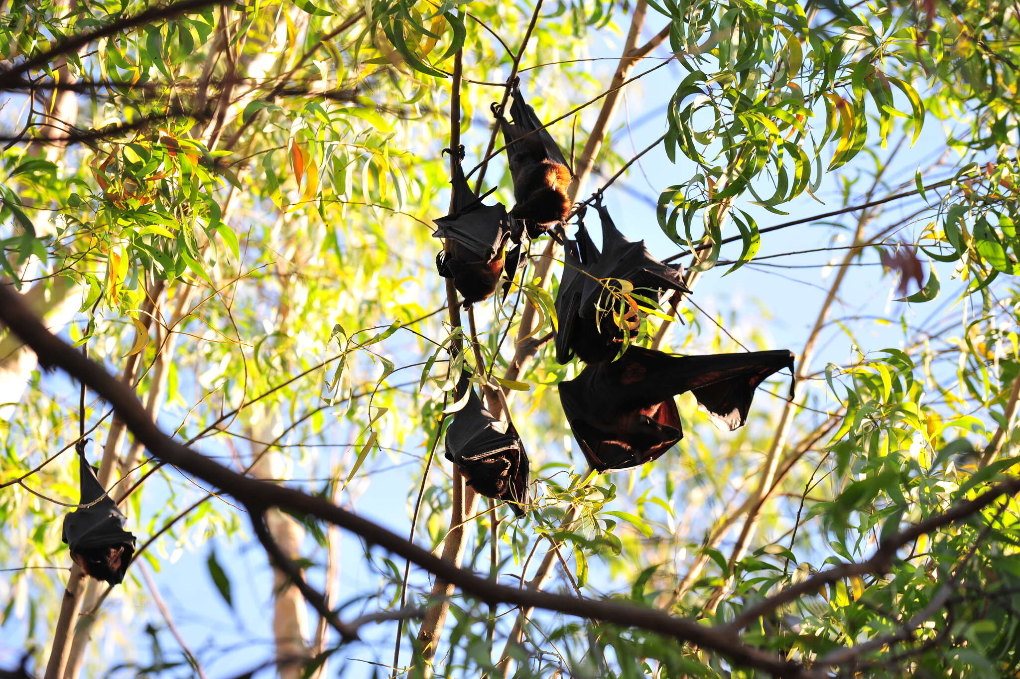 Image of Black Flying Fox