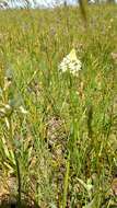 Image of meadow death camas