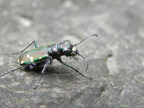 Image de Cicindela (Cicindela) limbalis Klug 1834