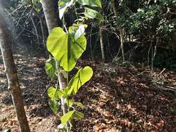 Image of Cissus fragilis E. Mey.