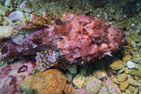 Image of Red scorpionfish