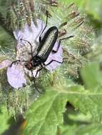 Image of Red-eared Blister Beetle