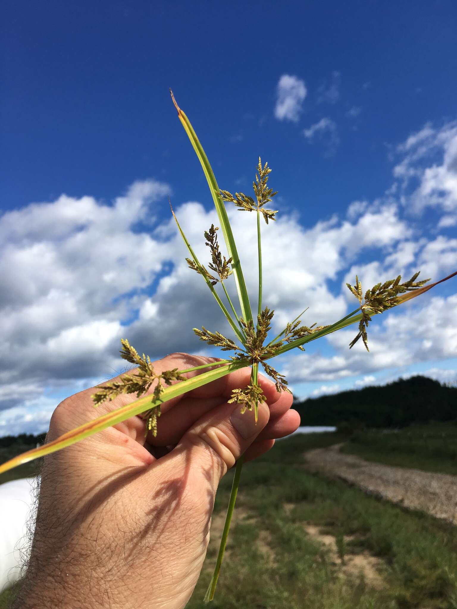 Image de Cyperus iria L.