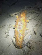 Image of Warty Sea Cucumber