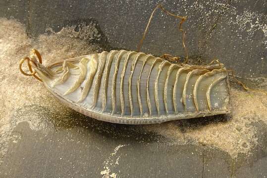 Image of Australian Swellshark