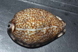 Image of harlequin cowrie