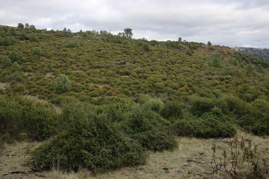 Image of Coyote ceanothus