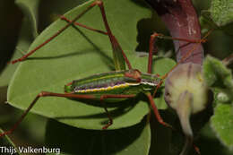 Sivun Odontura (Odontura) glabricauda (Charpentier 1825) kuva