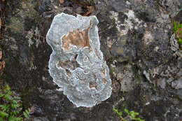 Image of rim lichen