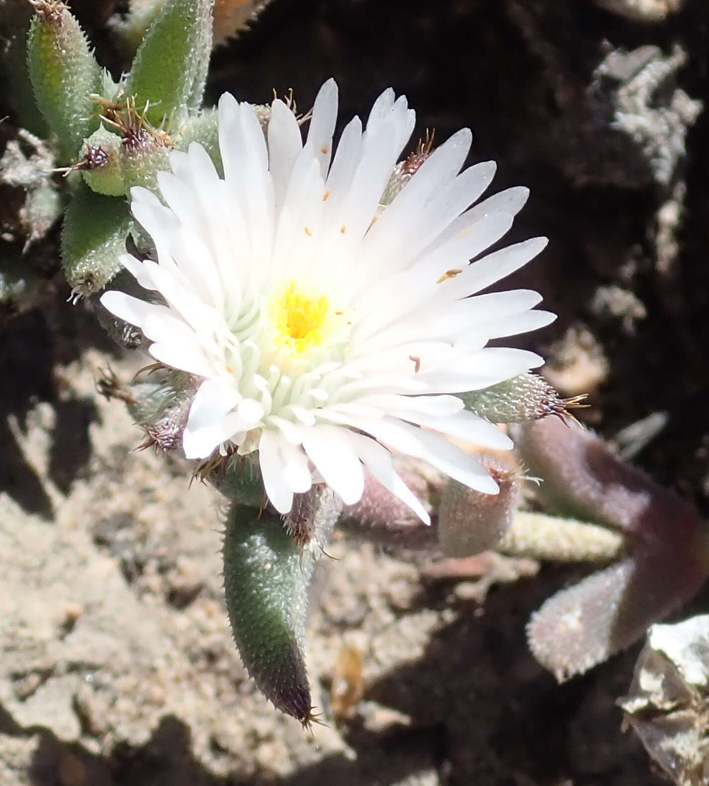 Image of Trichodiadema orientale L. Bol.