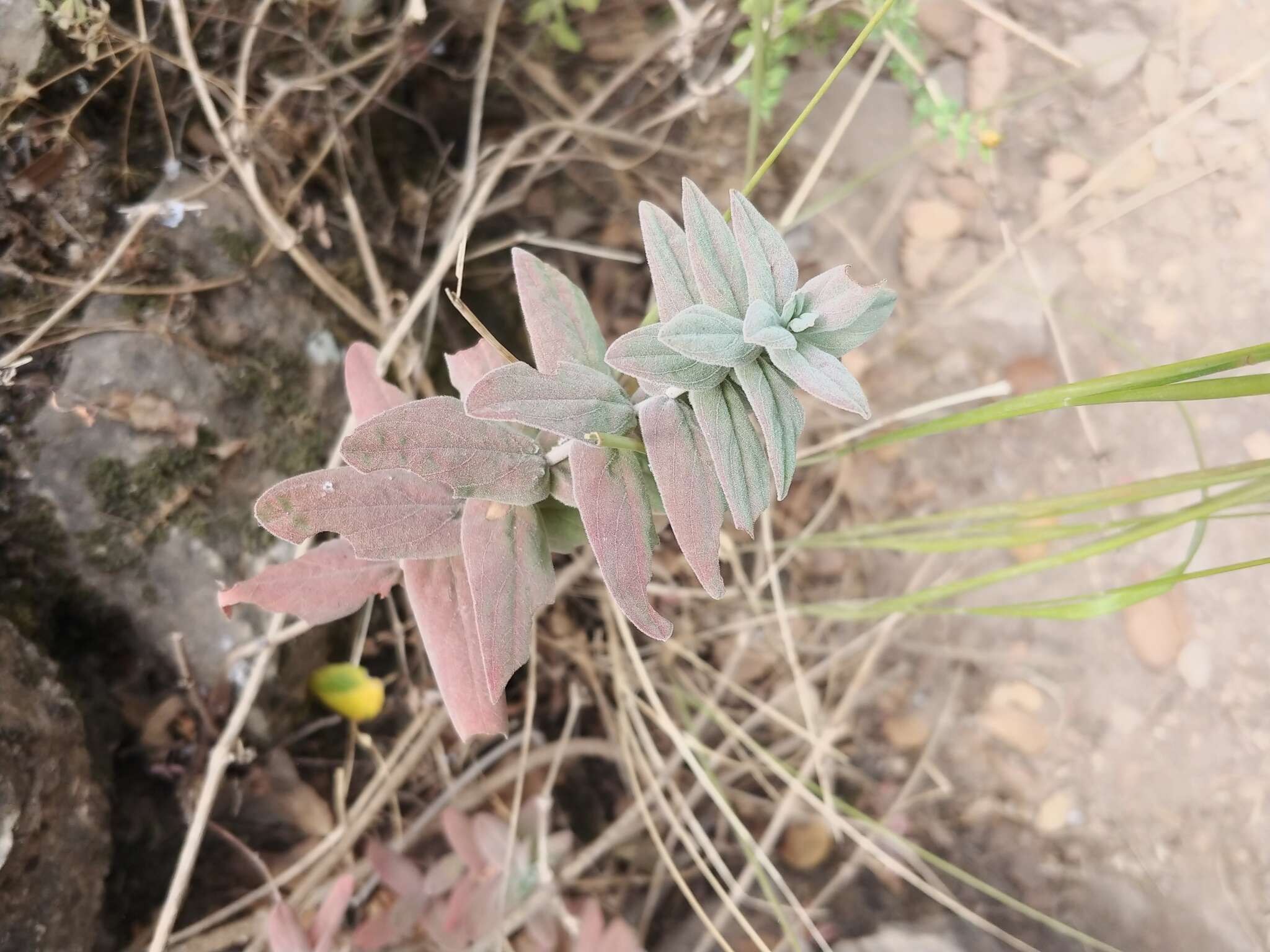 Image of Hypericum lanuginosum Lam.