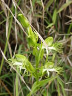 Слика од Habenaria multipartita Blume ex Kraenzl.