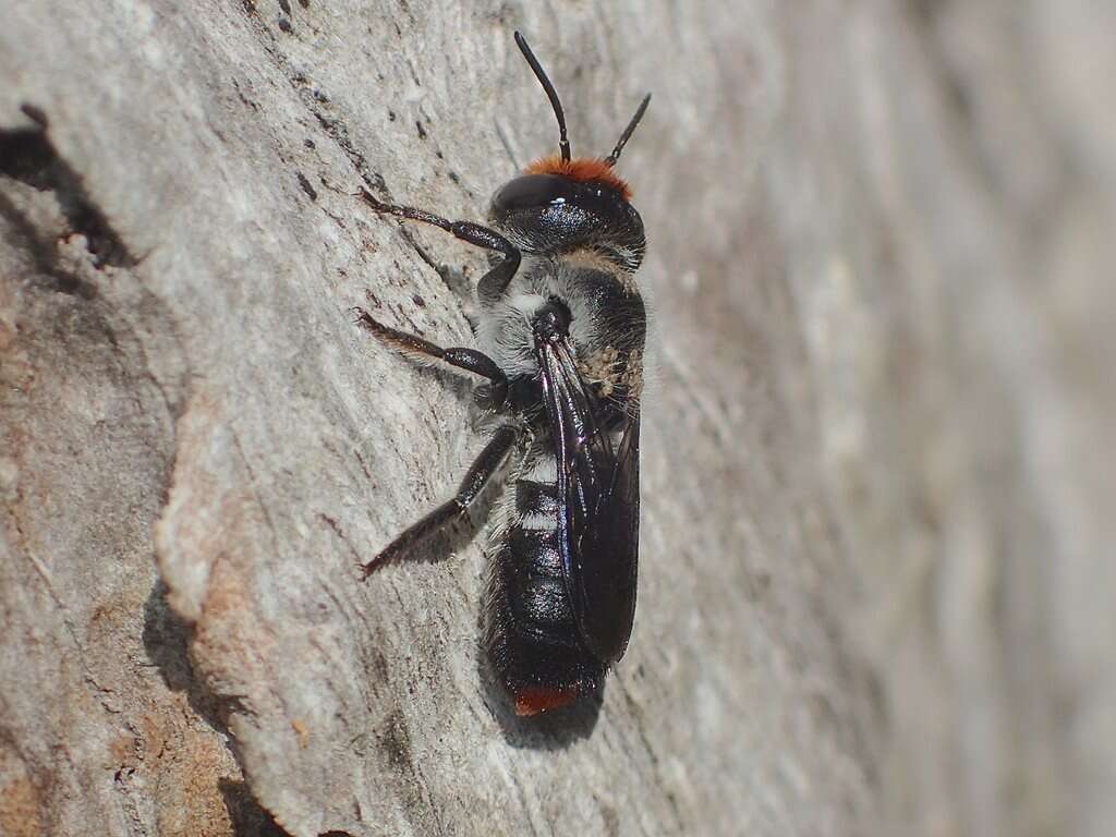 Imagem de Megachile erythropyga Smith 1853