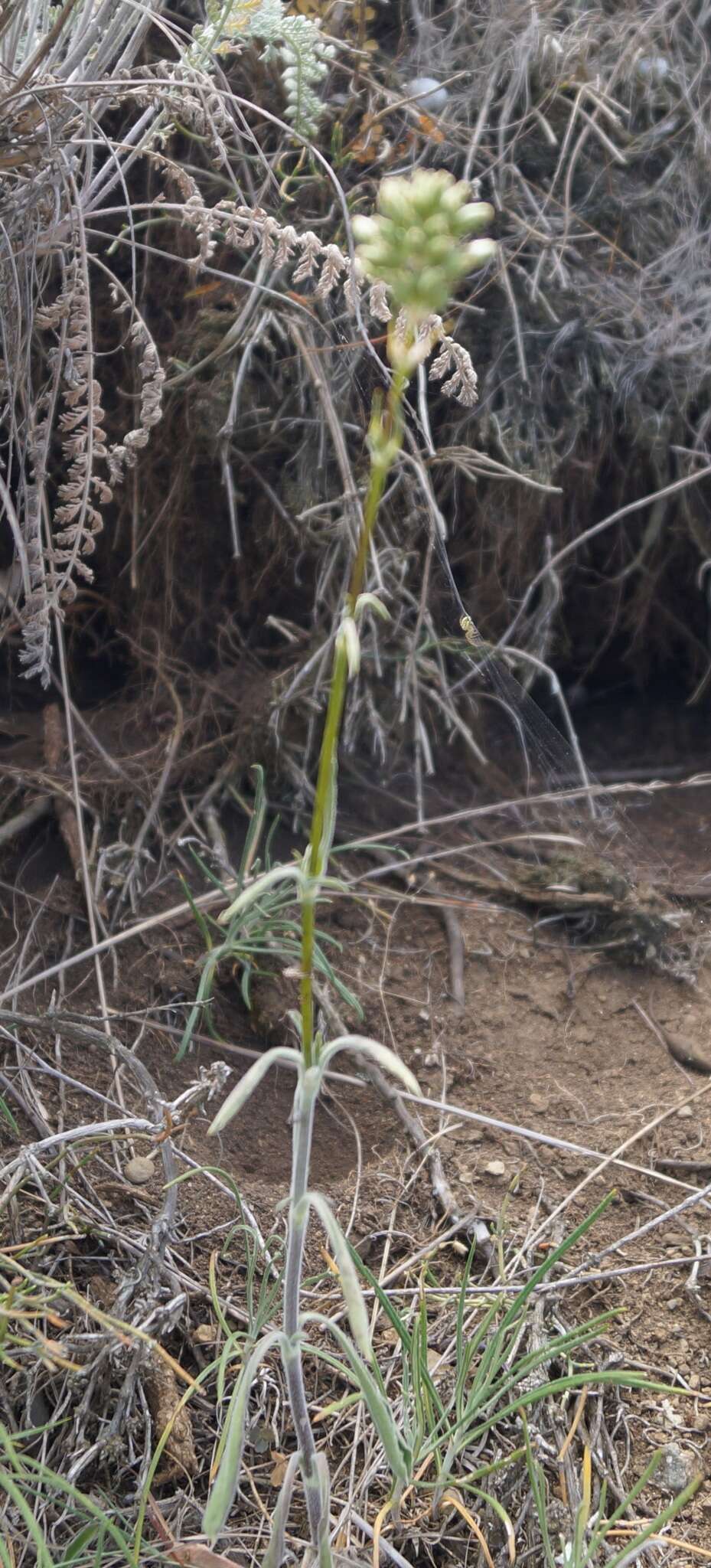 Imagem de Silene densiflora Dum.-Urville