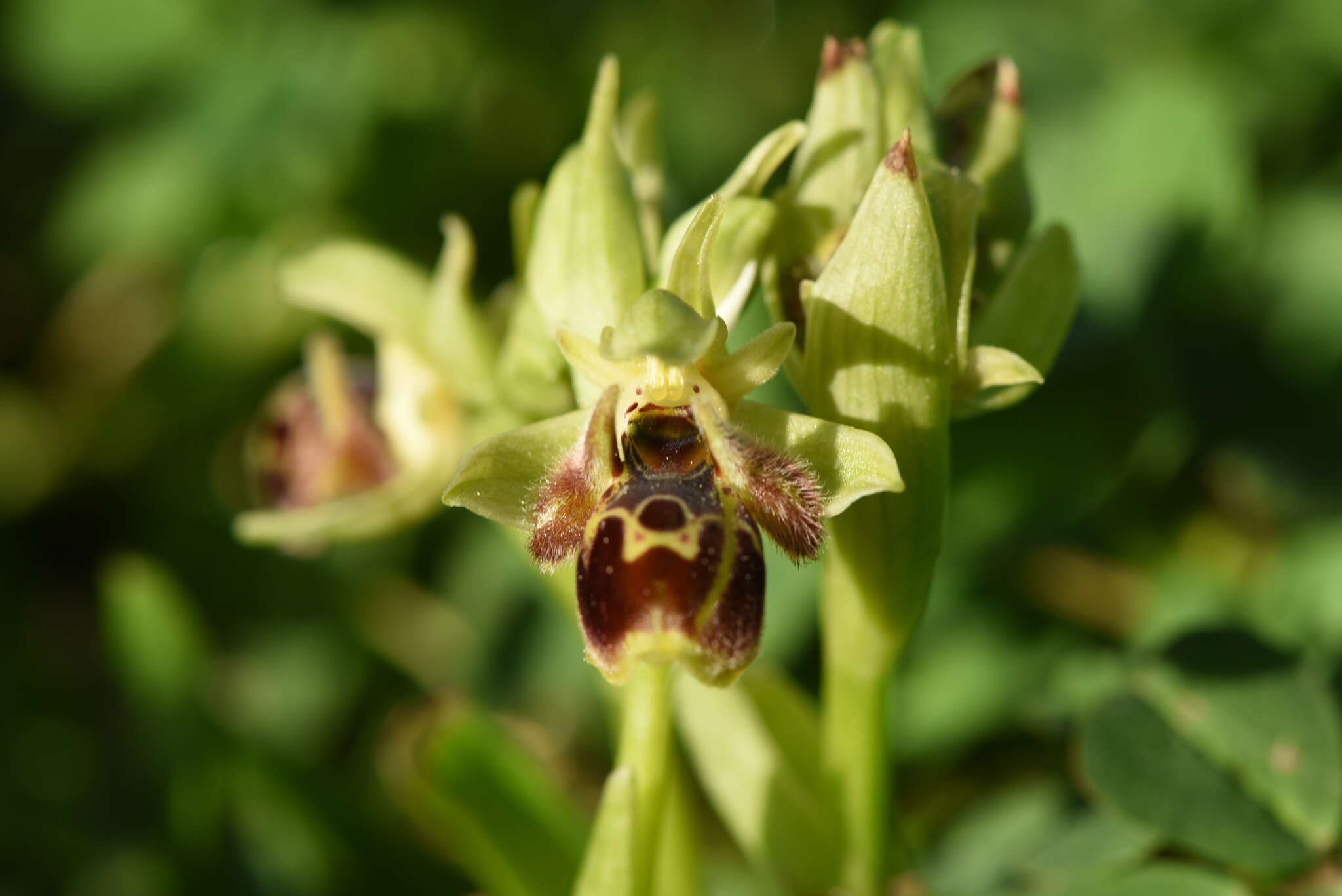 Ophrys umbilicata subsp. umbilicata resmi