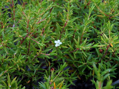 Image of Coleonema album (Thunb.) Bartling & Wendland fil.