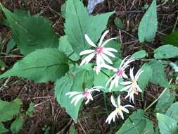 Image of mountain aster