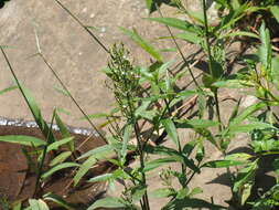 Image of Marsh Water-Willow