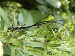 Image of Ptychodes taeniotoides Thomson 1865