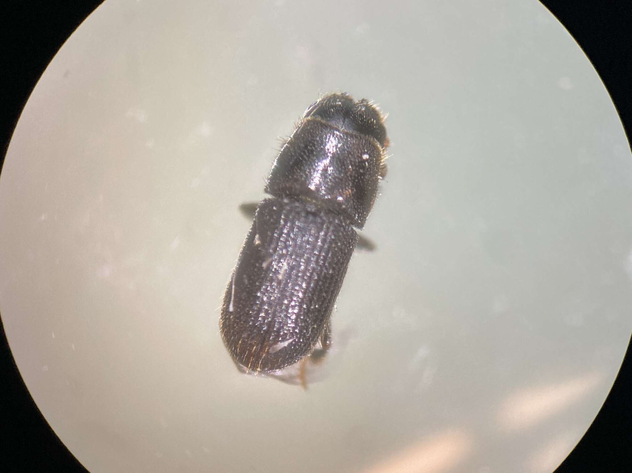 Image of Southern Pine Beetle