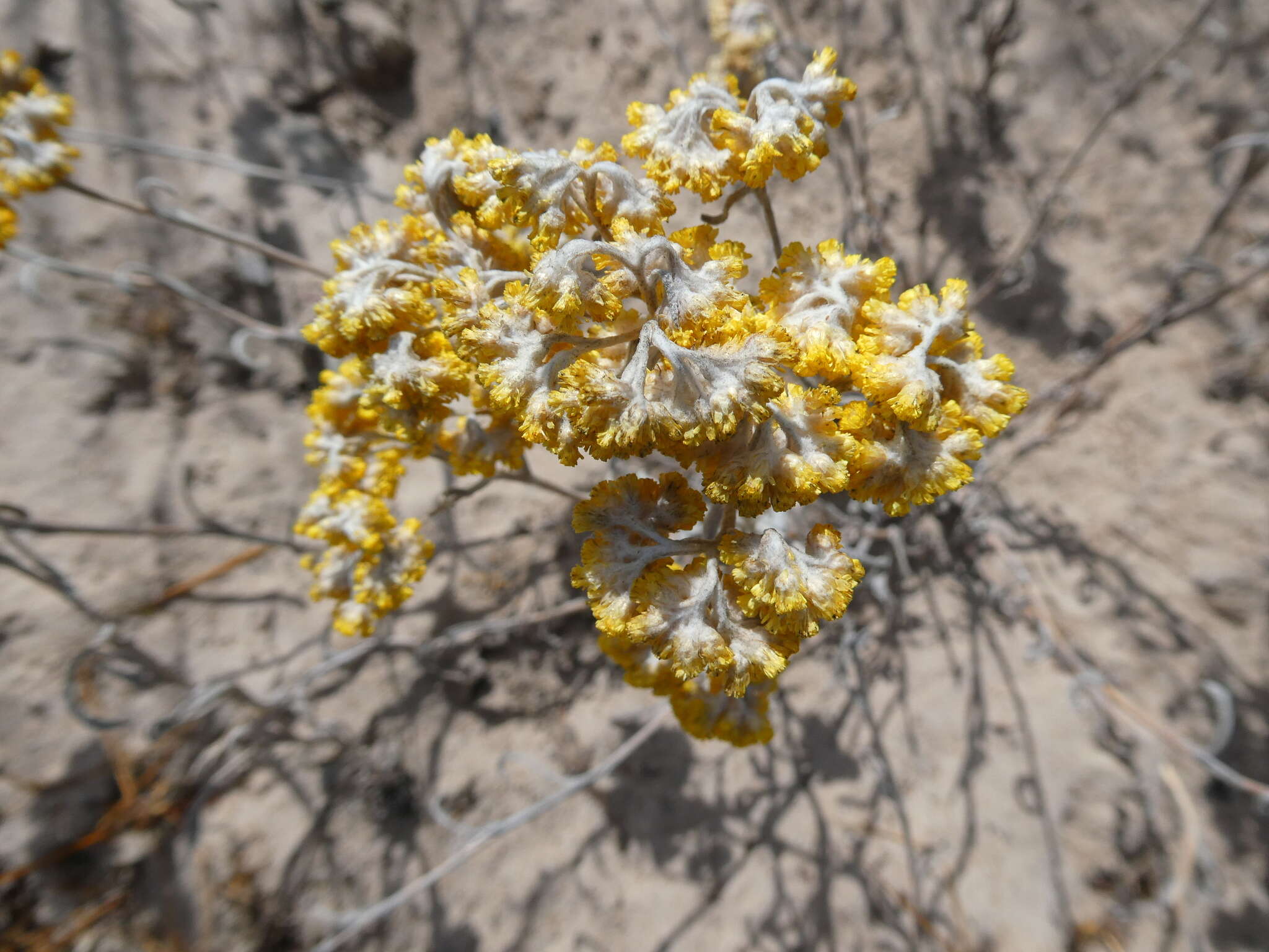 Image of Helichrysum moeserianum Thell.