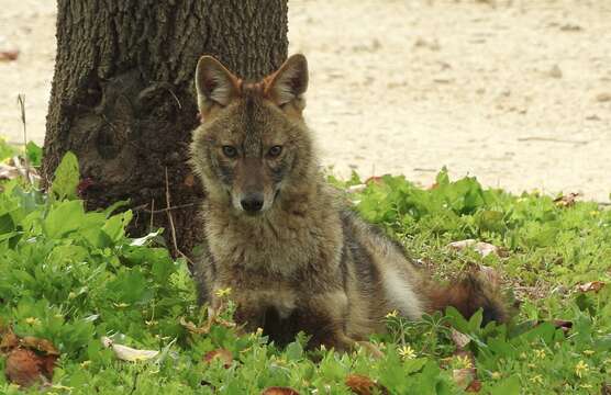 Image of Syrian jackal