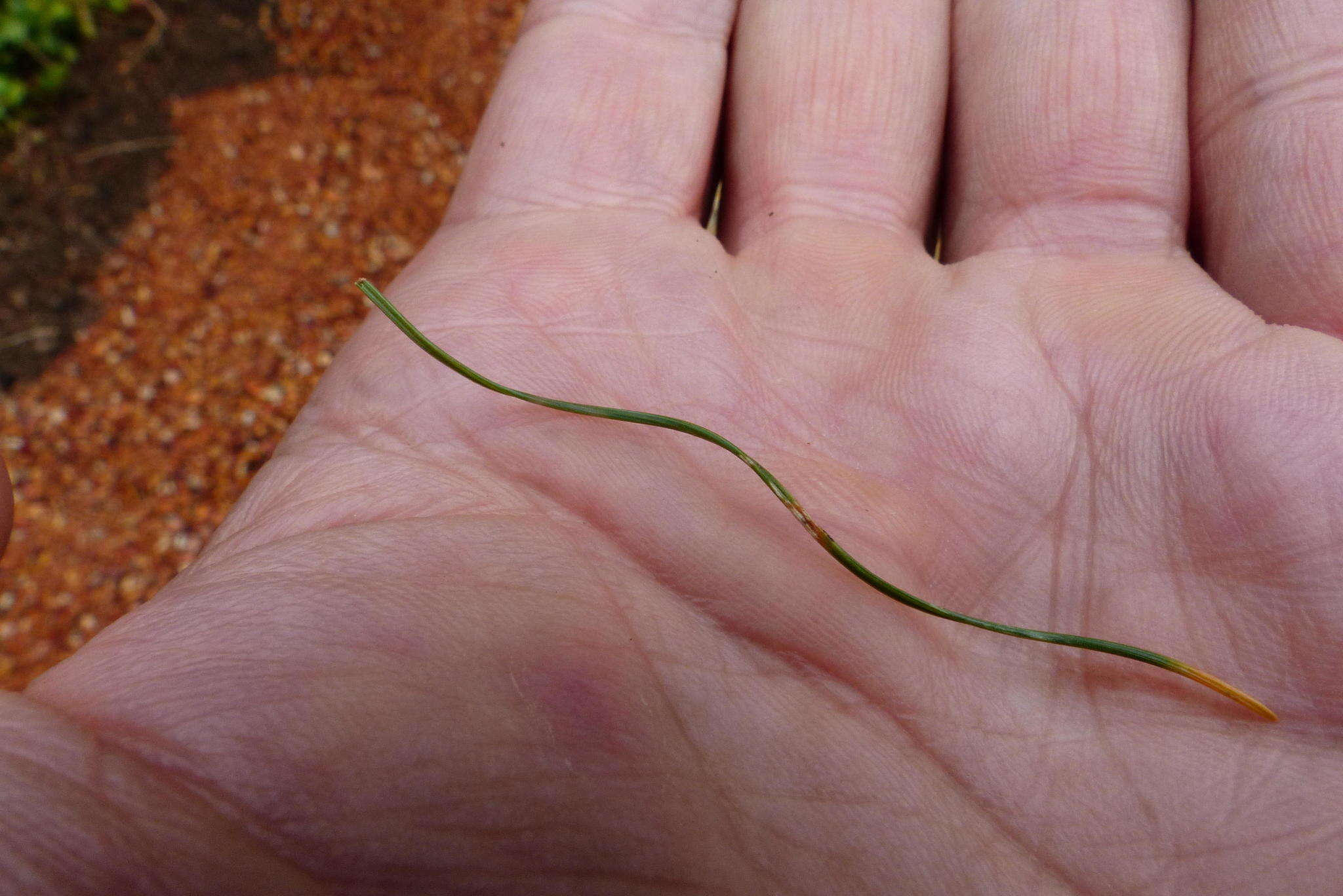 Image of Ornithogalum thunbergii Kunth