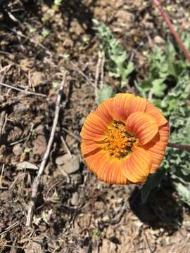 Image of rosy balsamroot